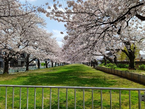 ワンハートメモリアル近くの桜です