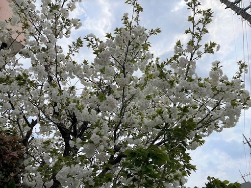 お花見🌸