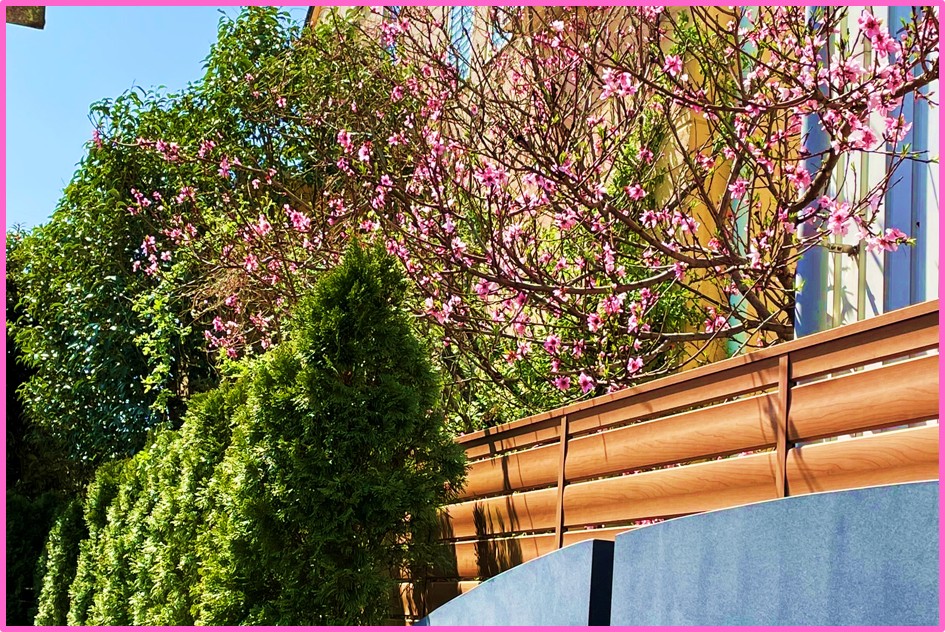 春の便り♪