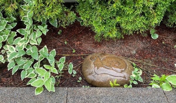 いよいよ梅雨入り