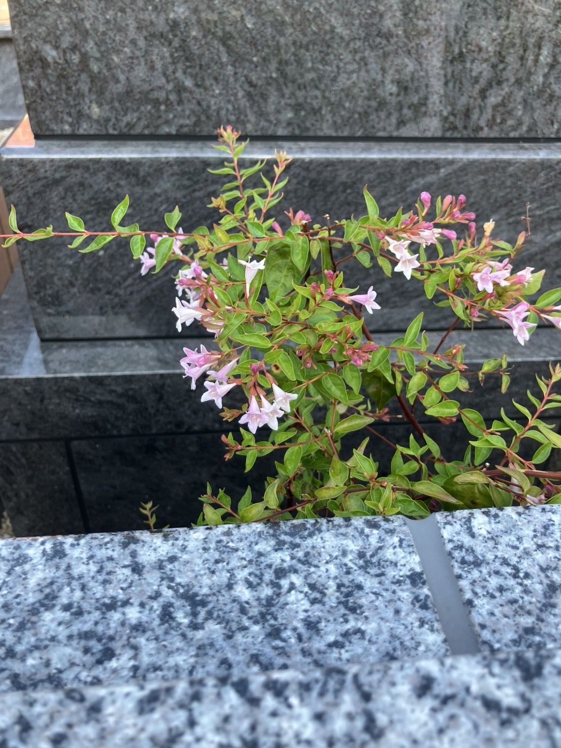九月に入りました