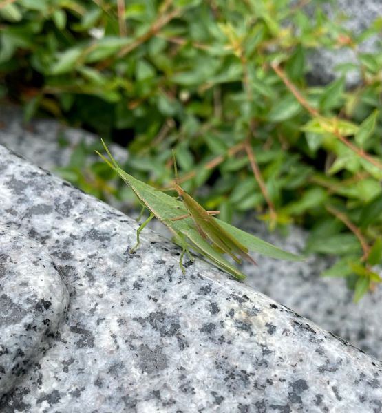ひと雨ごとに秋が近づいていますね。