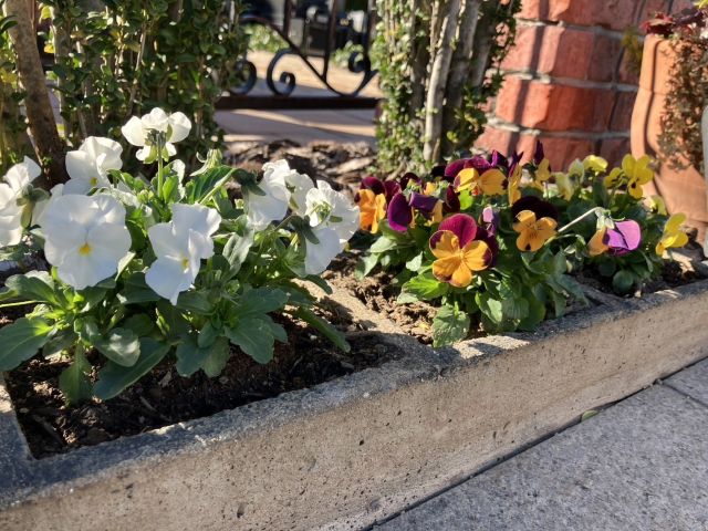 花壇が冬仕様に模様替え