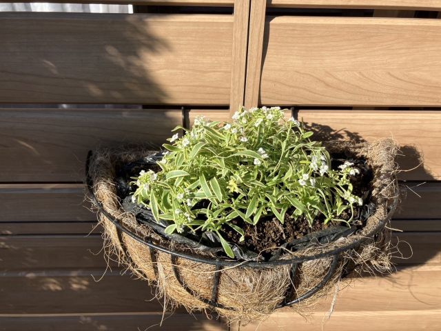 花壇が冬仕様に模様替え