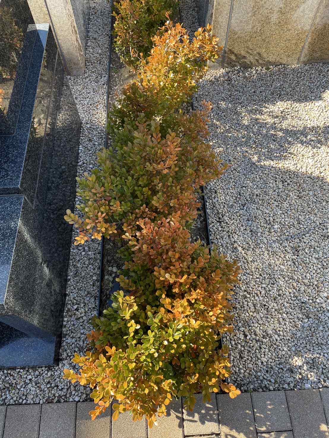 年の瀬、墓域に広がる小さな紅葉