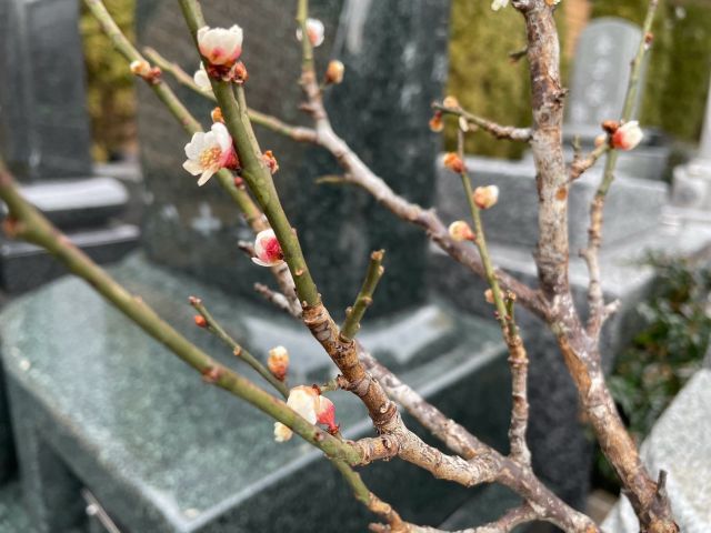 春の気配が少しずつ