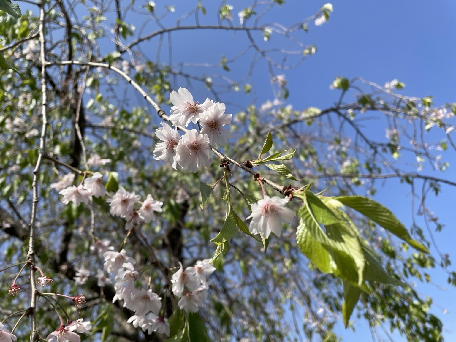 🌸春うららかな季節になり