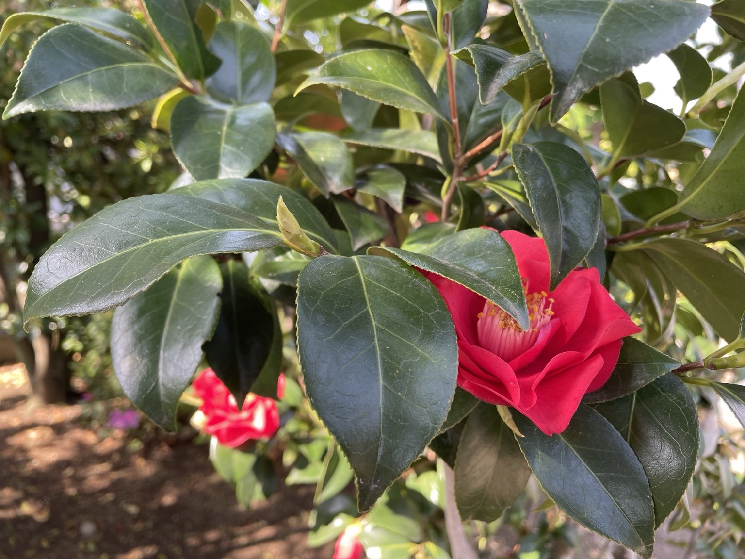 🌸春うららかな季節になり