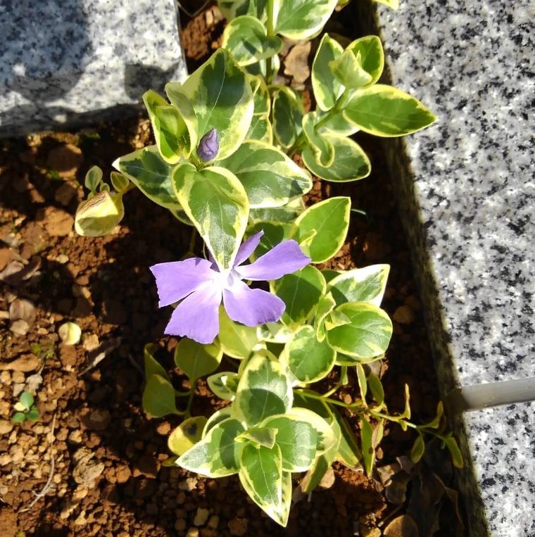 ~春の彼岸の入りです~